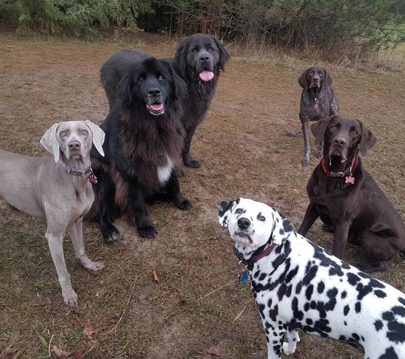 Images Bow Wow Country Club