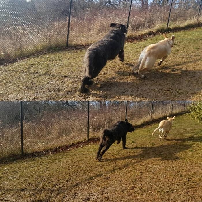 Images Bow Wow Country Club