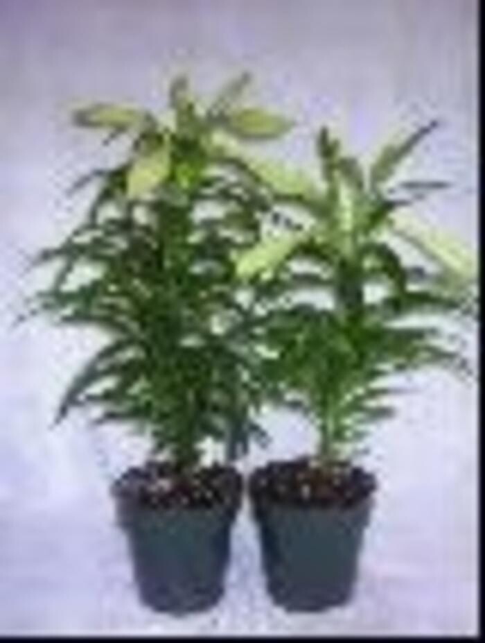 Images Mid Valley Gardens