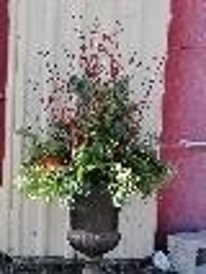 Images Mid Valley Gardens