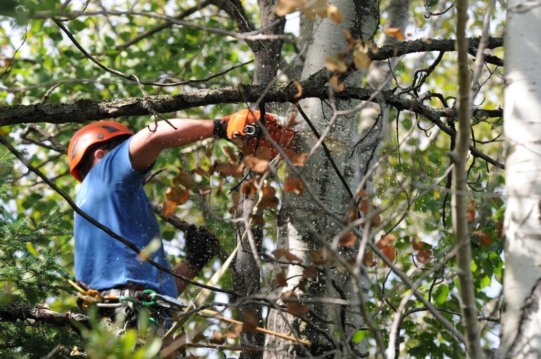 Images Algoma Tree Services