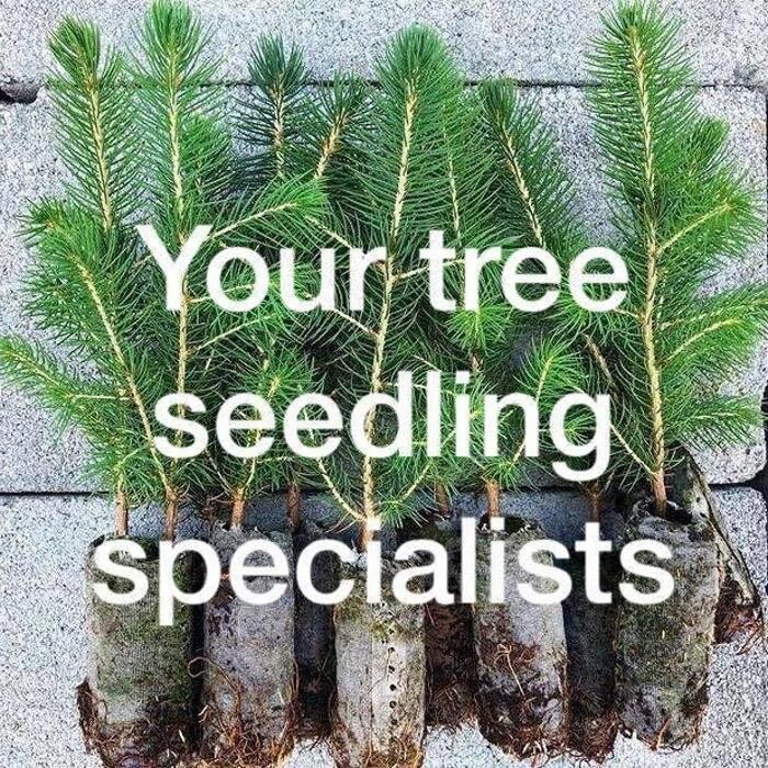 Images Prairie Shelterbelt Program