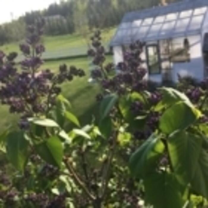 Images Prairie Shelterbelt Program