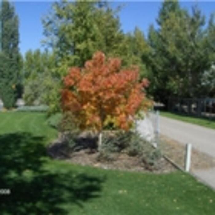 Images Simon Bos Nurseries