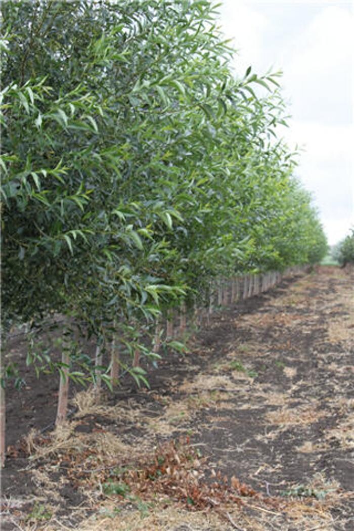 Images Simon Bos Nurseries