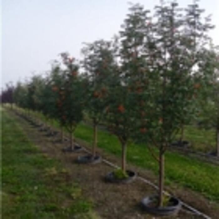 Images Simon Bos Nurseries