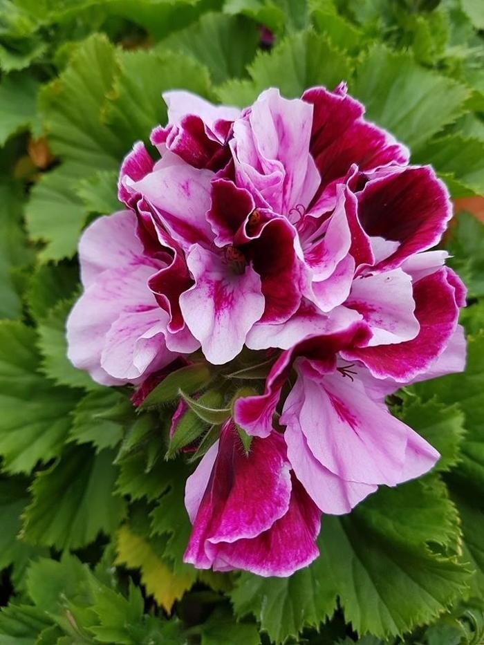 Images Kim's Greenhouse