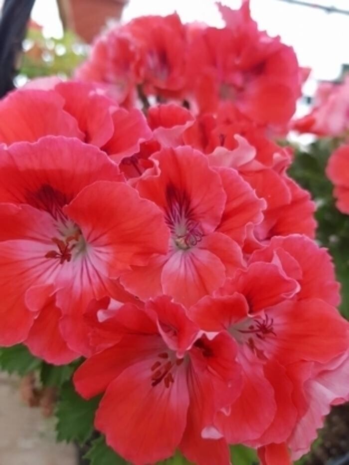 Images Kim's Greenhouse