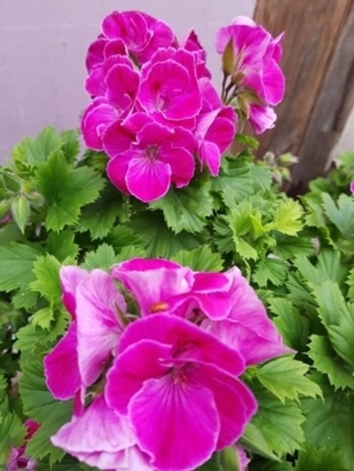 Images Kim's Greenhouse