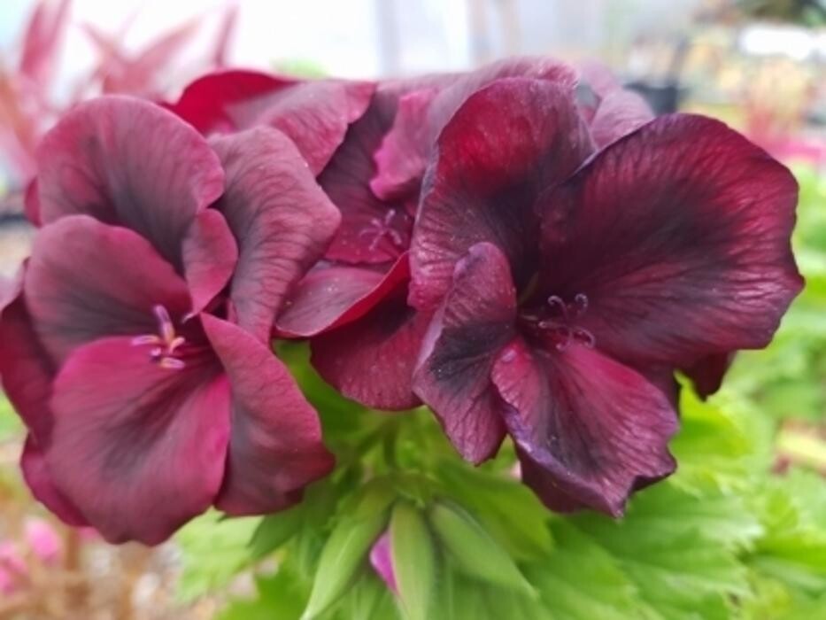 Images Kim's Greenhouse