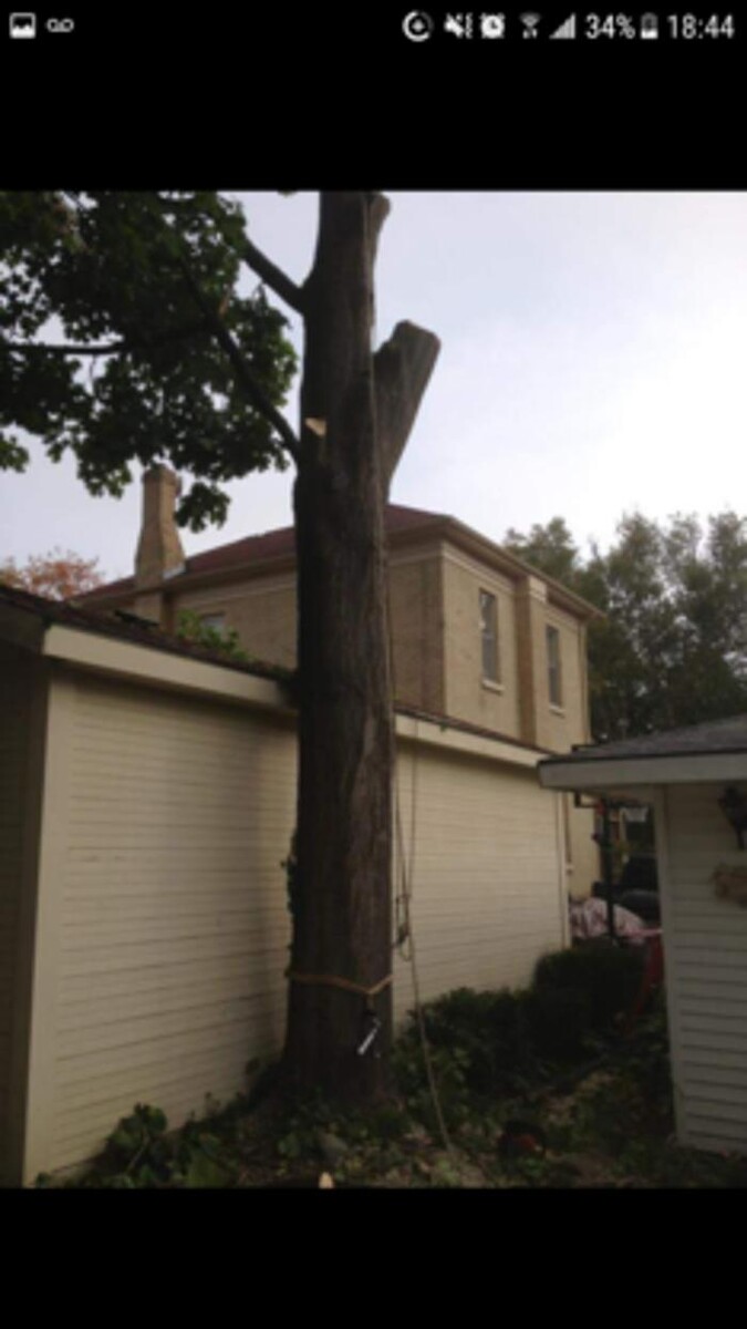 Images Winks Tree Service