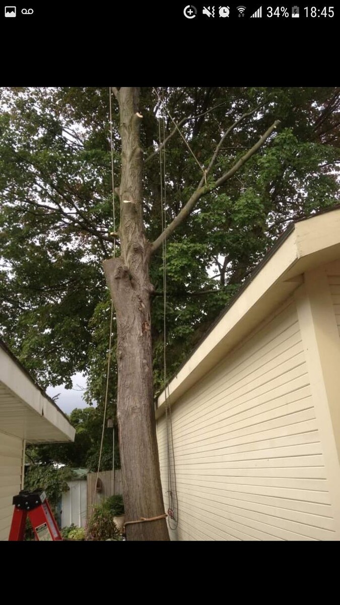 Images Winks Tree Service