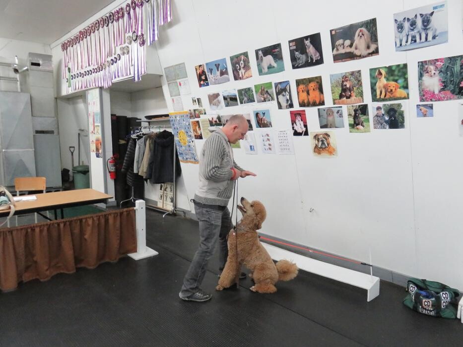 Images Club Canin La Laisse D'Or