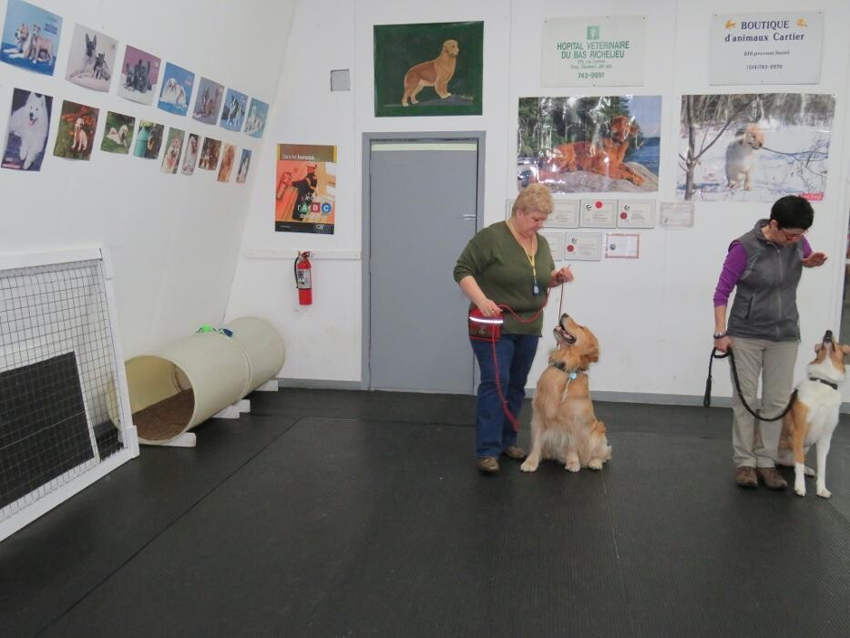 Images Club Canin La Laisse D'Or