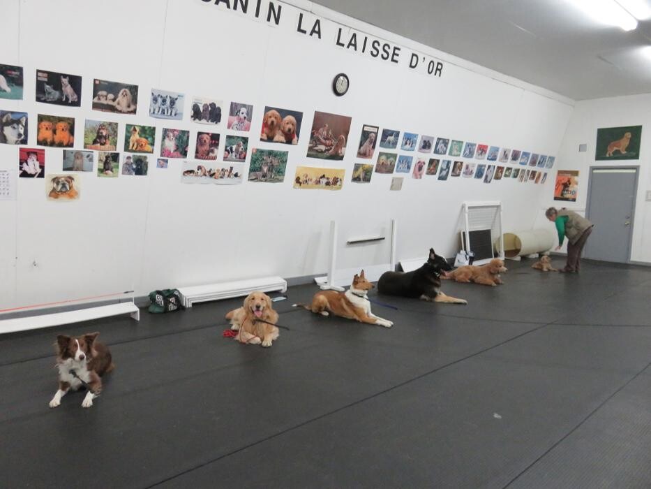Images Club Canin La Laisse D'Or