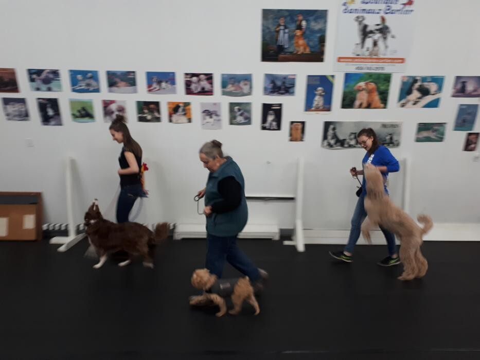 Images Club Canin La Laisse D'Or