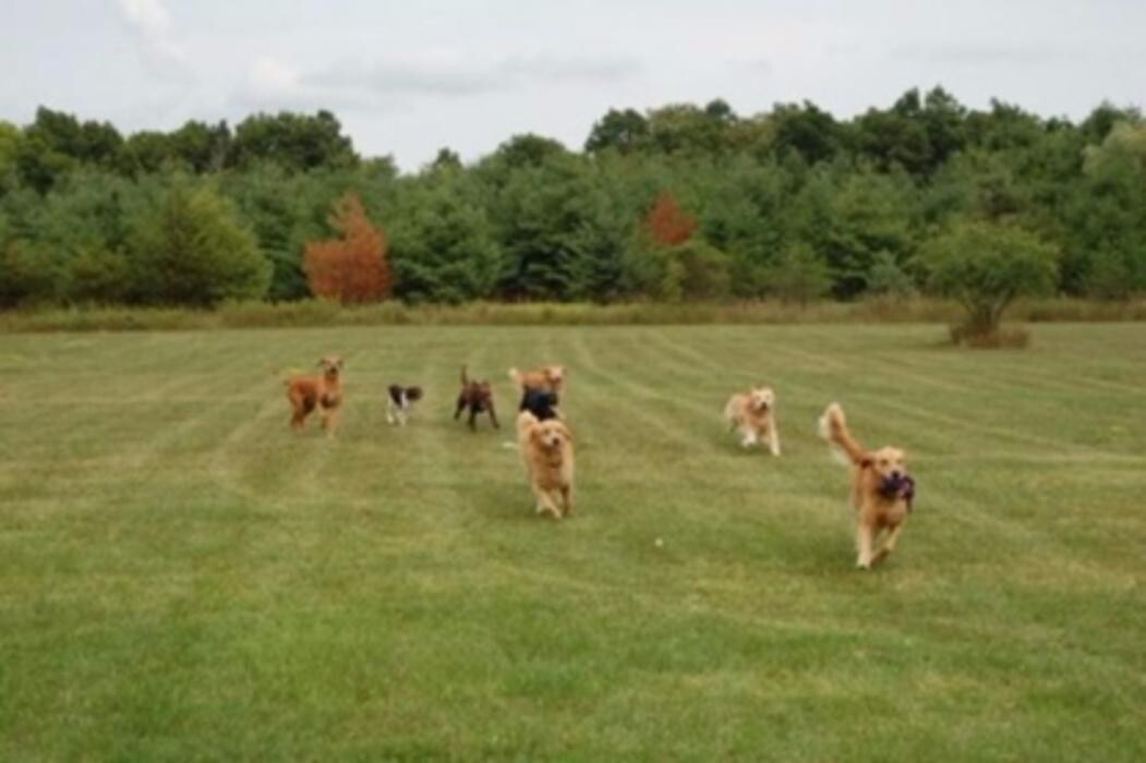 Images Thousand Island Dog Care