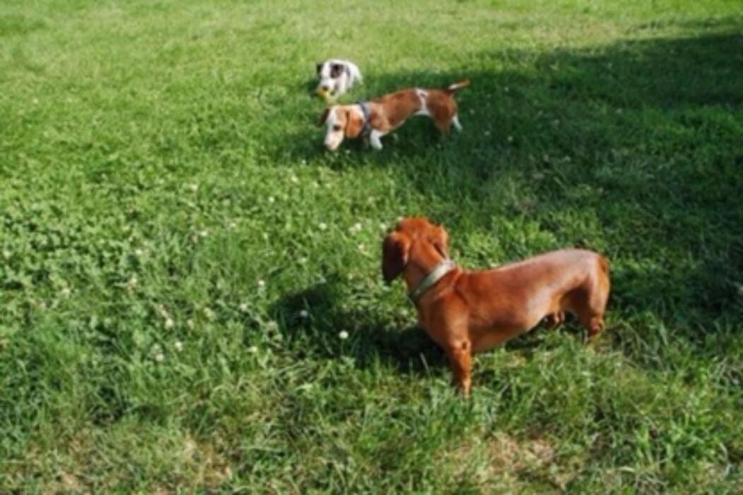 Images Thousand Island Dog Care