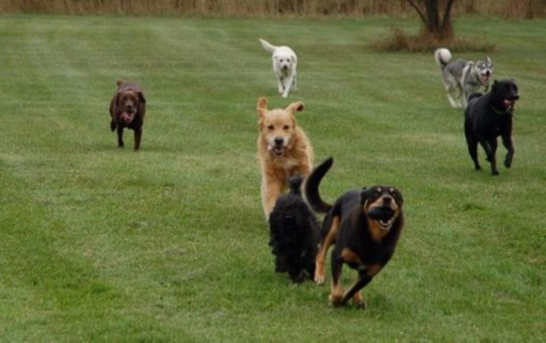 Images Thousand Island Dog Care