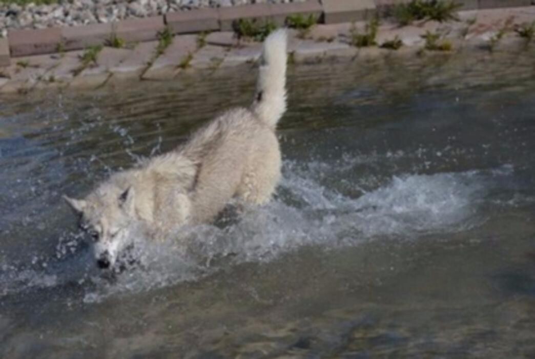Images Thousand Island Dog Care