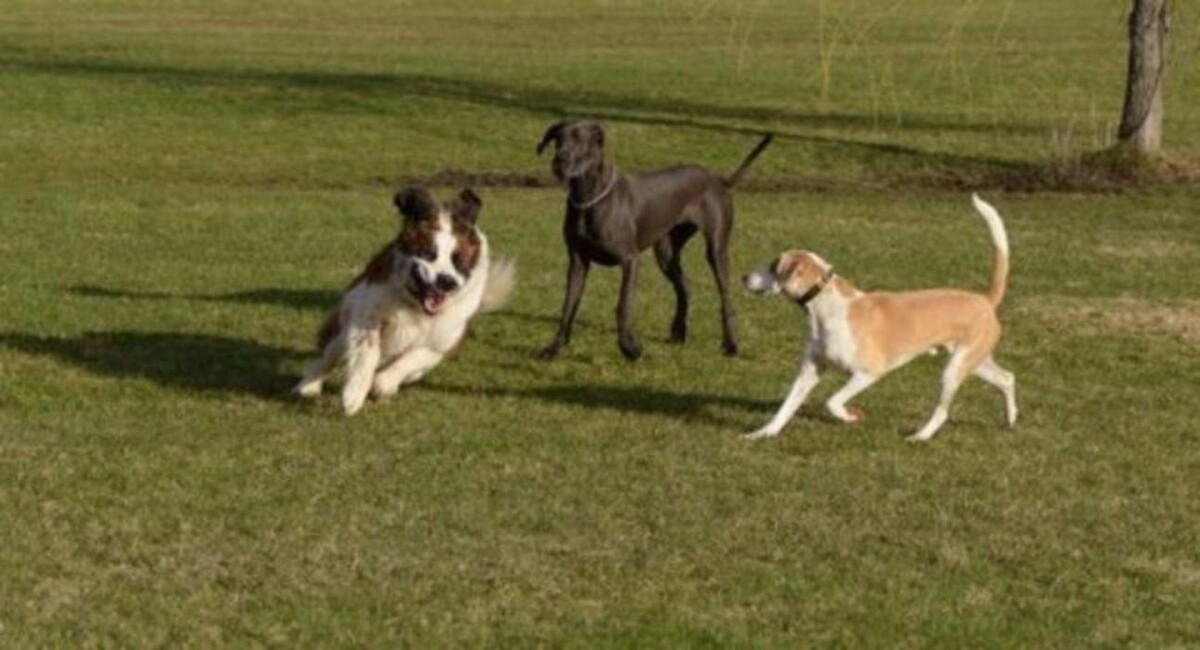 Images Thousand Island Dog Care