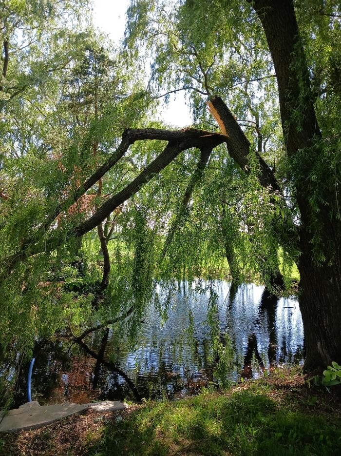 Images Emondage Des Hautes Rives