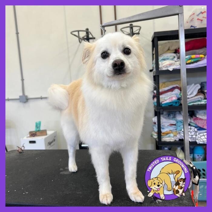 Images Twisted Tails Grooming