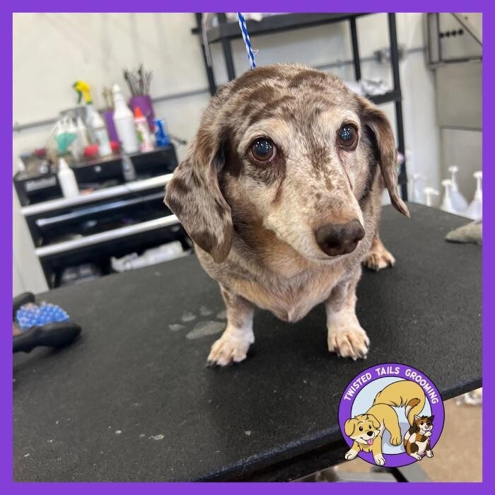 Images Twisted Tails Grooming