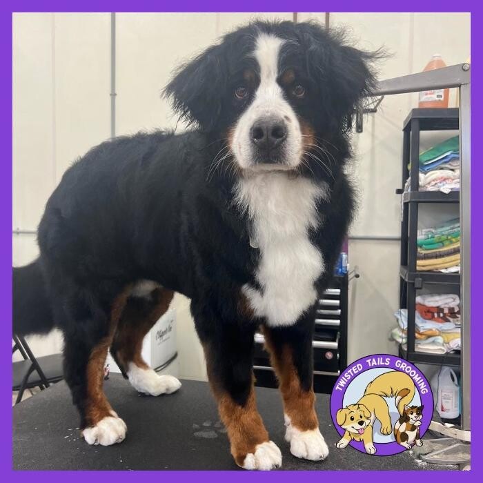 Images Twisted Tails Grooming