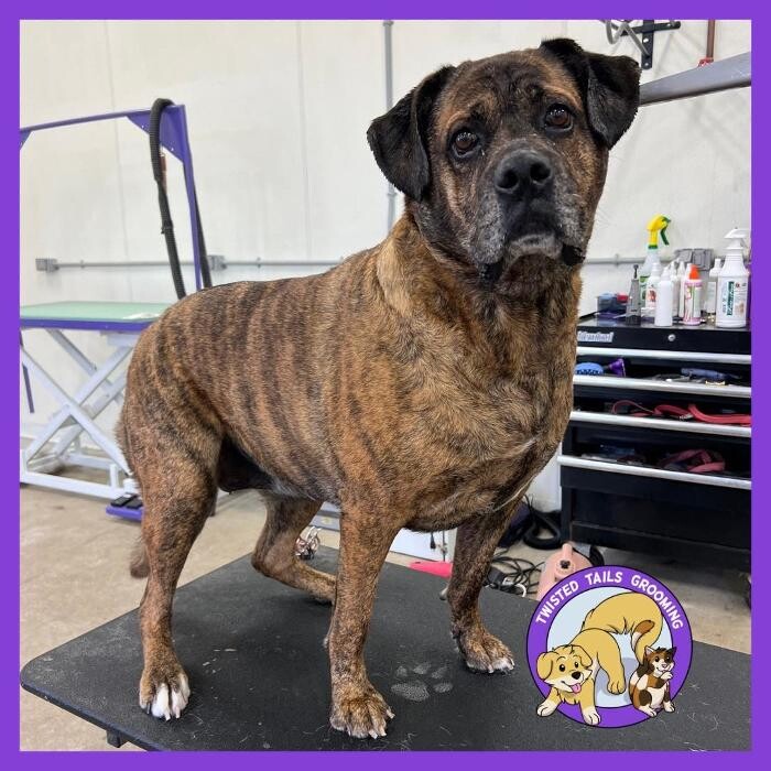 Images Twisted Tails Grooming