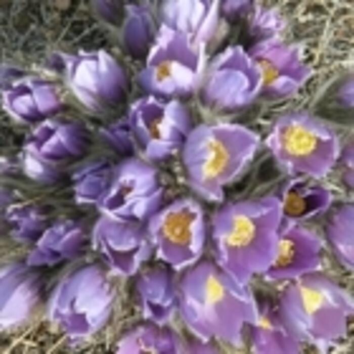 Images Buckshot Betty's Restaurant and Cafe