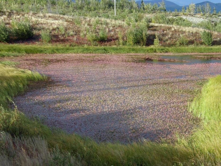 Images Buckshot Betty's Restaurant and Cafe