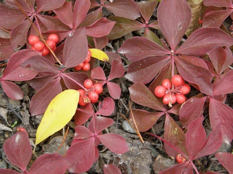 Images Buckshot Betty's Restaurant and Cafe