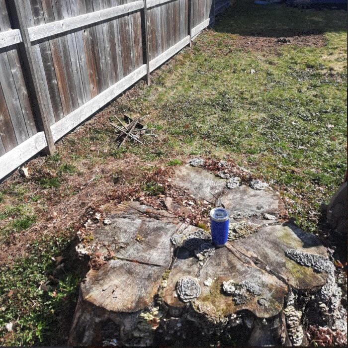 Images Brent's Stumps Removal
