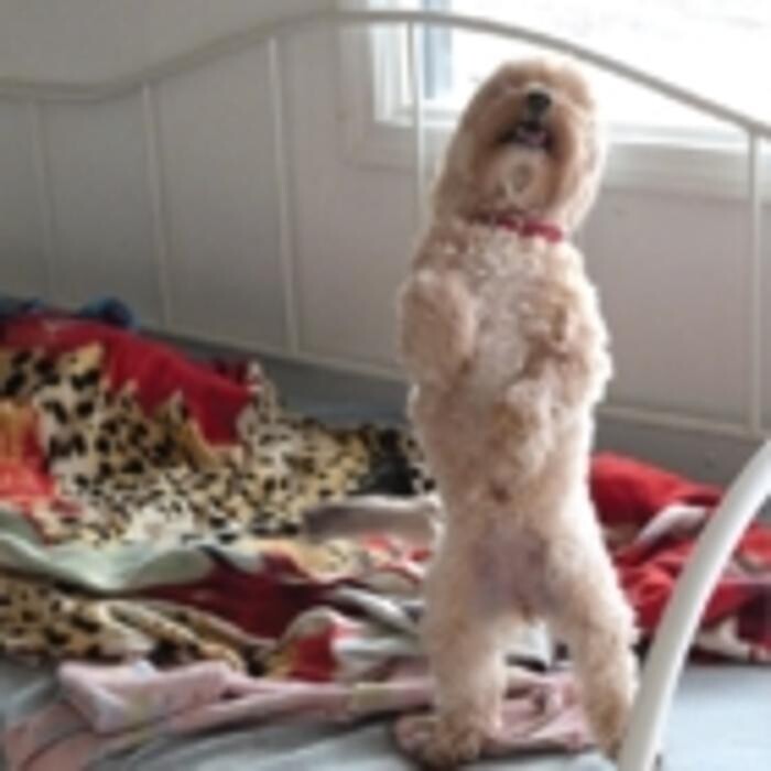 Images Mountain View Pet Resort