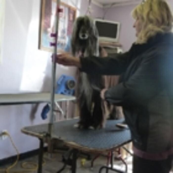 Images Mountain View Pet Resort