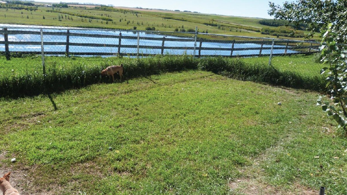 Images Mountain View Pet Resort