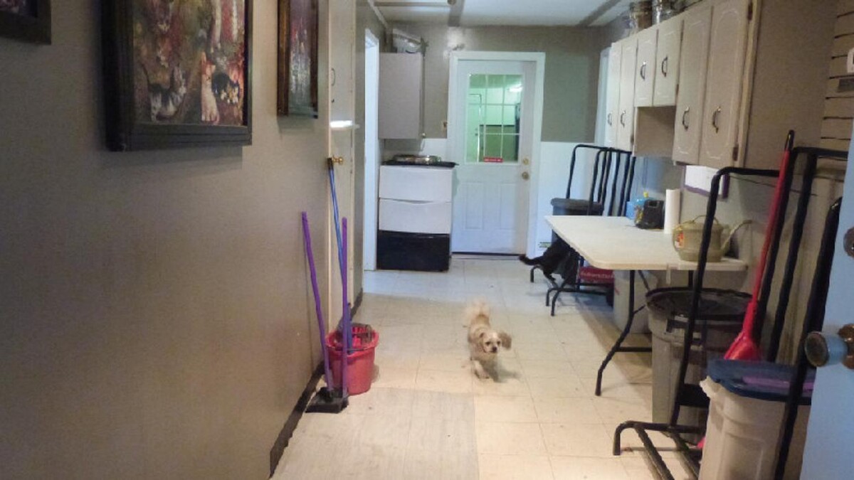 Images Mountain View Pet Resort