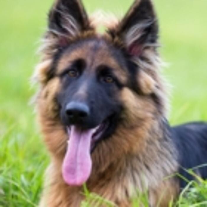 Images Mountain View Pet Resort