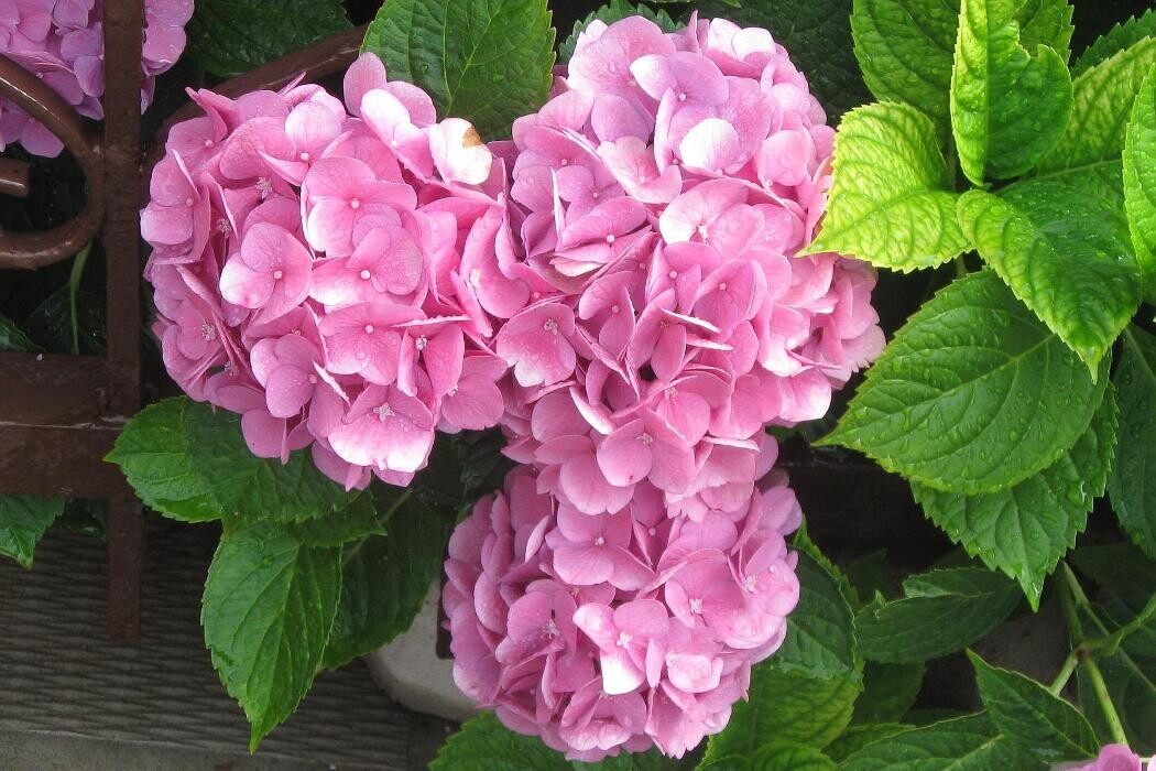 Images GARDENWORKS Courtenay
