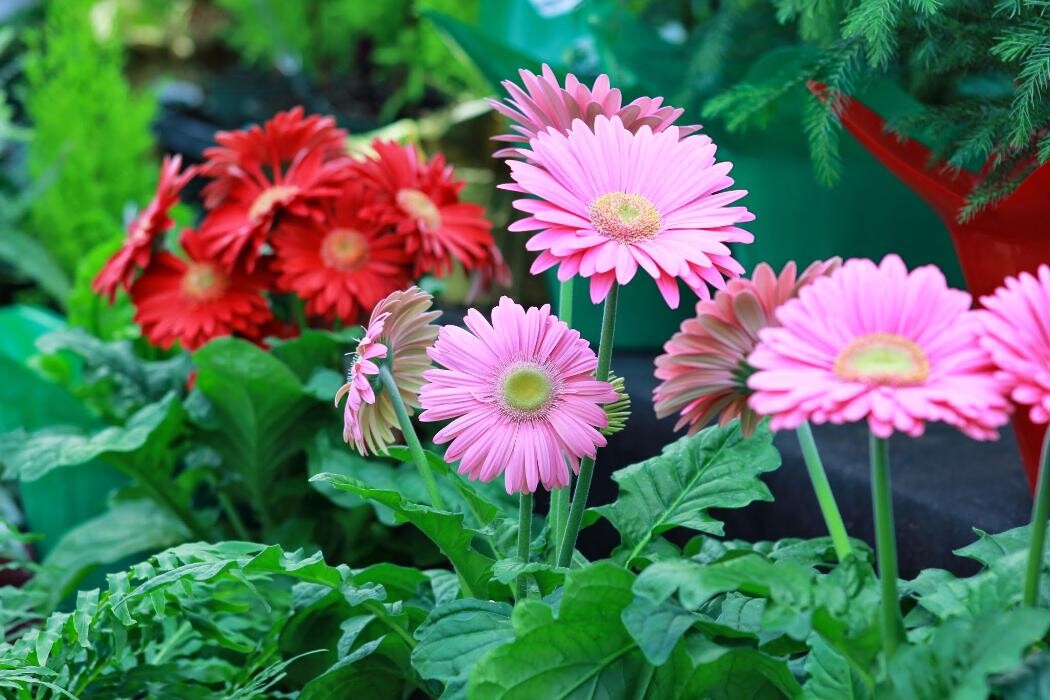 Images GARDENWORKS Courtenay