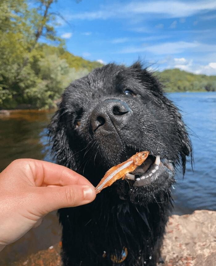 Images Only One Treats