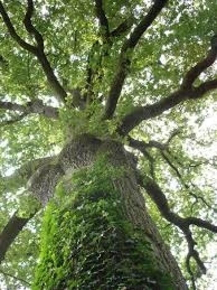 Images Service D'Arbres Mills Inc