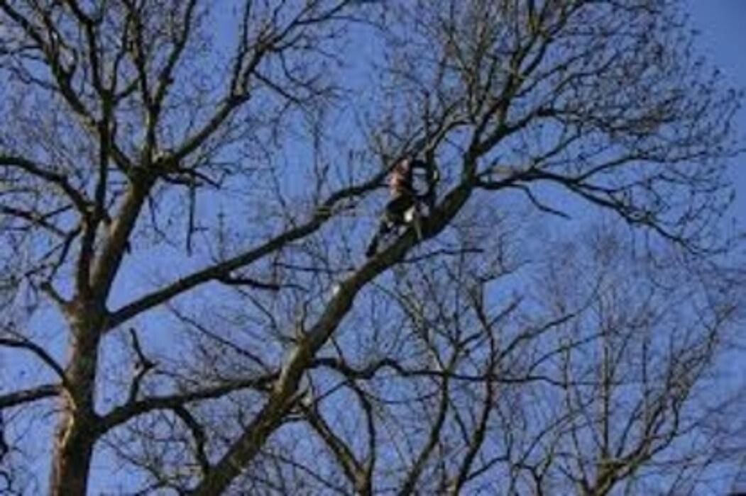 Images Service D'Arbres Mills Inc