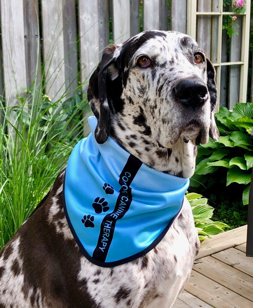 Corporate Canine Therapy Logo