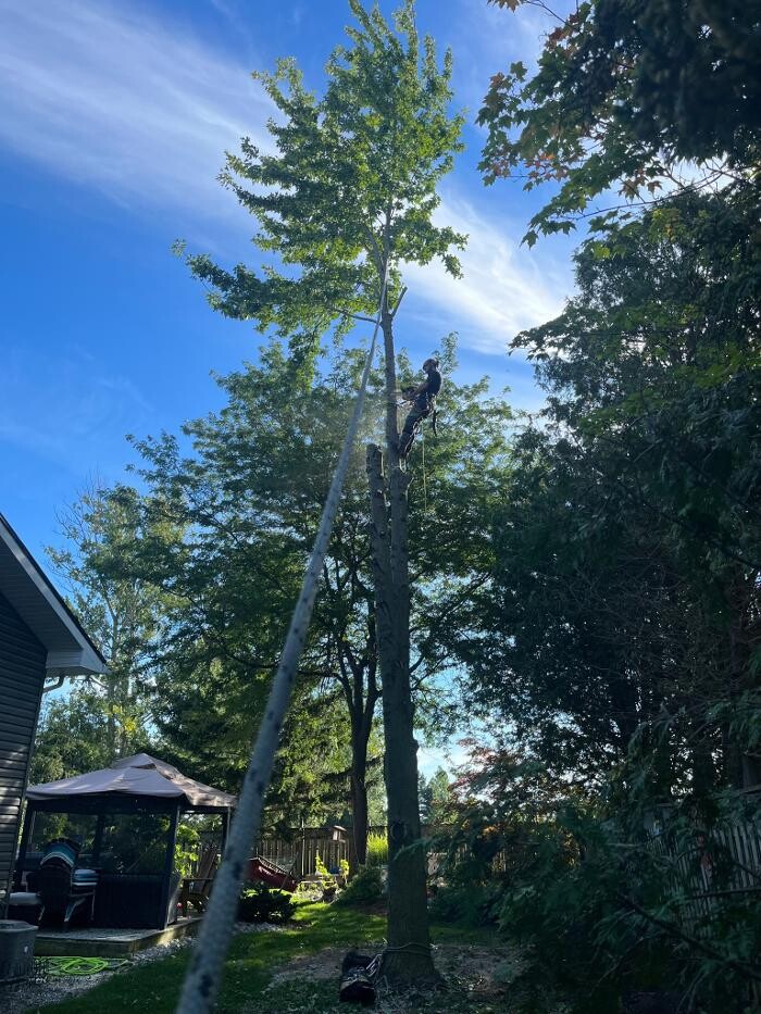 Images Defender Tree Service Ltd