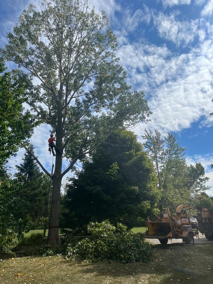 Images Defender Tree Service Ltd