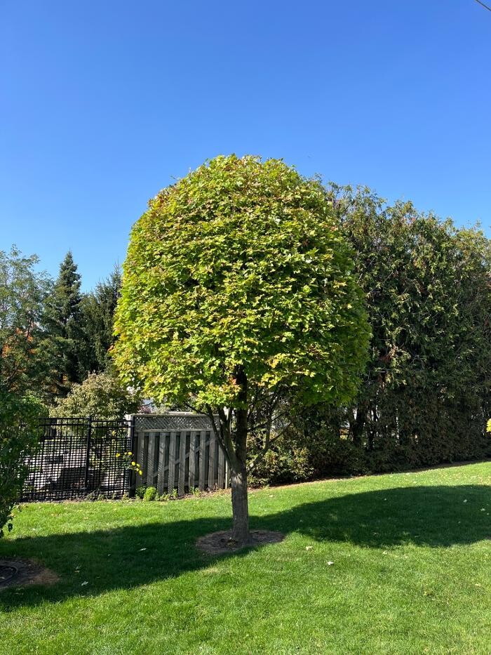 Images Defender Tree Service Ltd