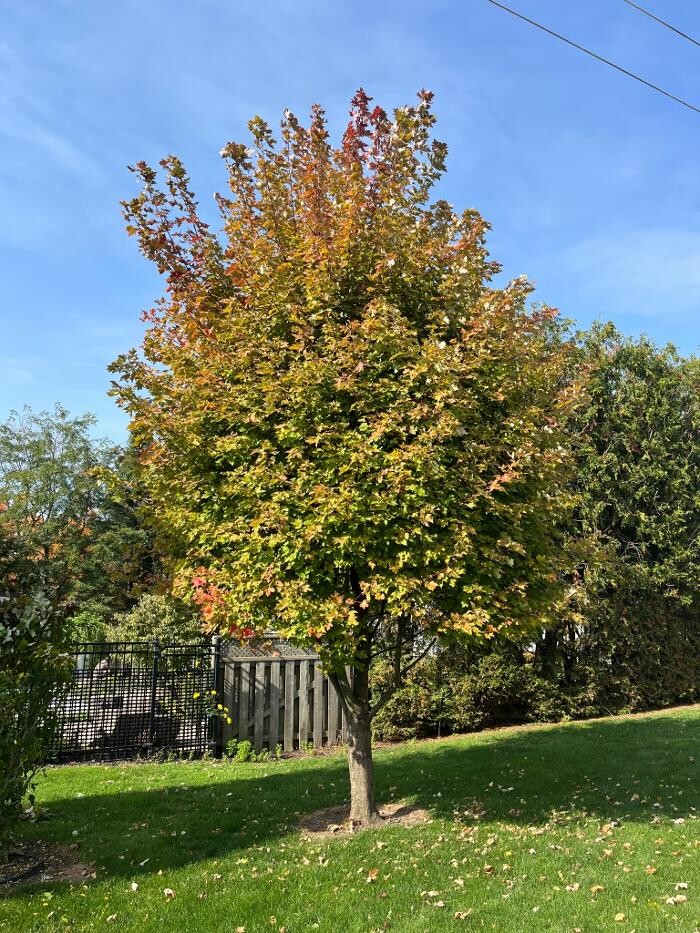 Images Defender Tree Service Ltd