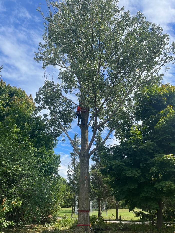 Images Defender Tree Service Ltd